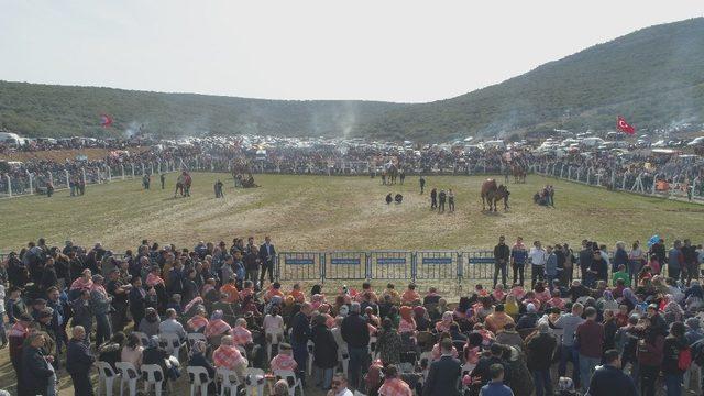 Menderes’teki deve güreşlerine binlerce kişi katıldı