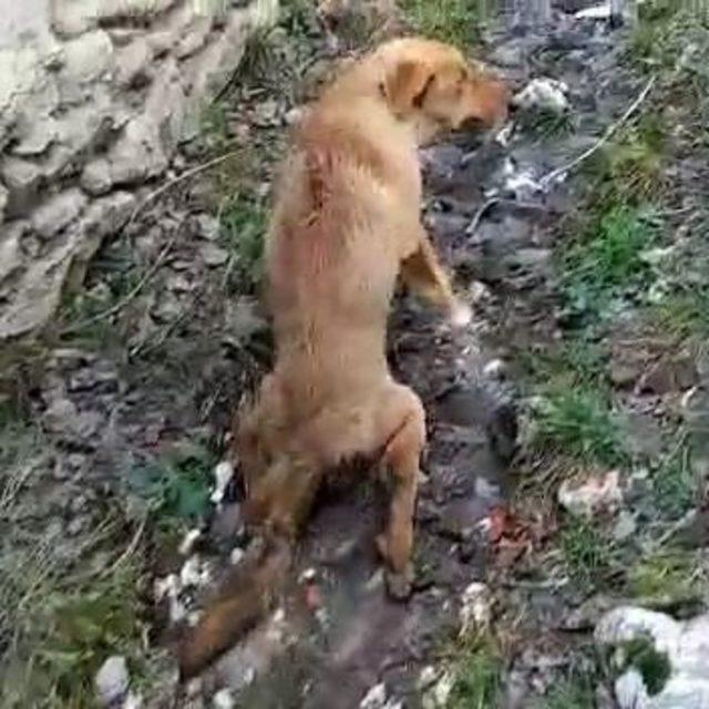 Yaralı köpek tedavi için İstanbul’a götürüldü