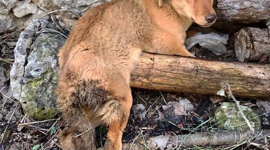 Yaralı k&ouml;pek tedavi i&ccedil;in İstanbul&rsquo;a g&ouml;t&uuml;r&uuml;ld&uuml;