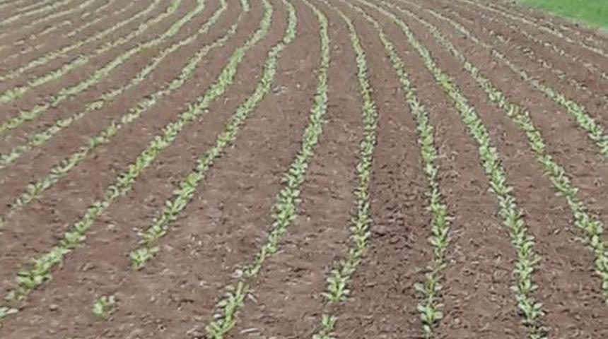 NBŞ kotasının d&uuml;ş&uuml;r&uuml;lmesi, pancar &uuml;reticisini sevindirdi