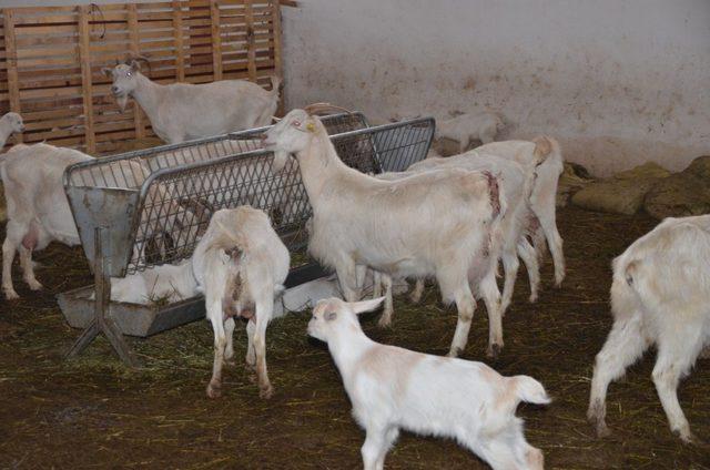 Devlet desteğiyle kurulan çiftlikte günde 400 litre süt elde ediliyor