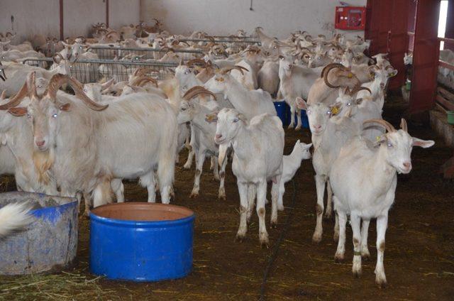 Devlet desteğiyle kurulan çiftlikte günde 400 litre süt elde ediliyor