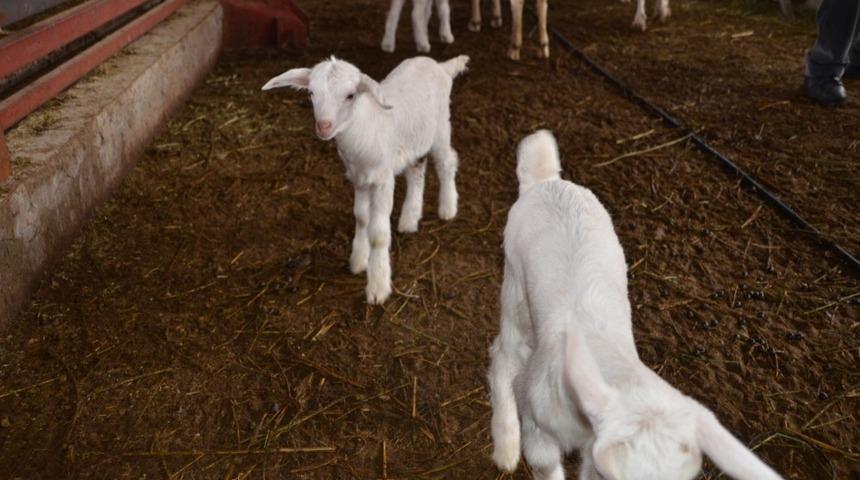 Devlet desteğiyle kurulan &ccedil;iftlikte g&uuml;nde 400 litre s&uuml;t elde ediliyor
