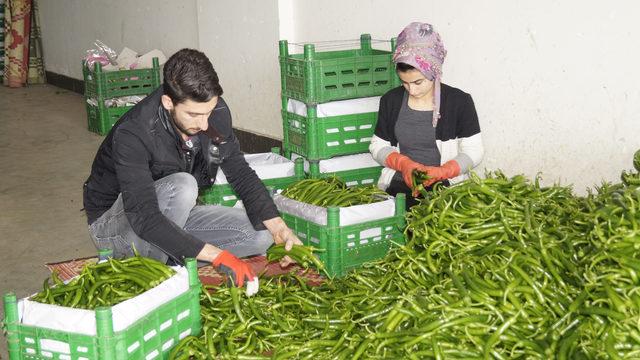 Finike halindeki sebze fiyatlarında düşüş