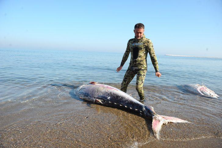 Her biri yarım tonluk, karaya vurdular  G2