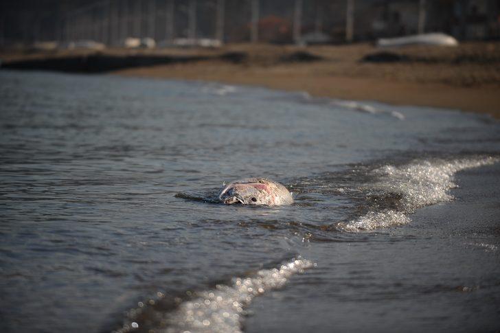 Her biri yarım tonluk, karaya vurdular  G5