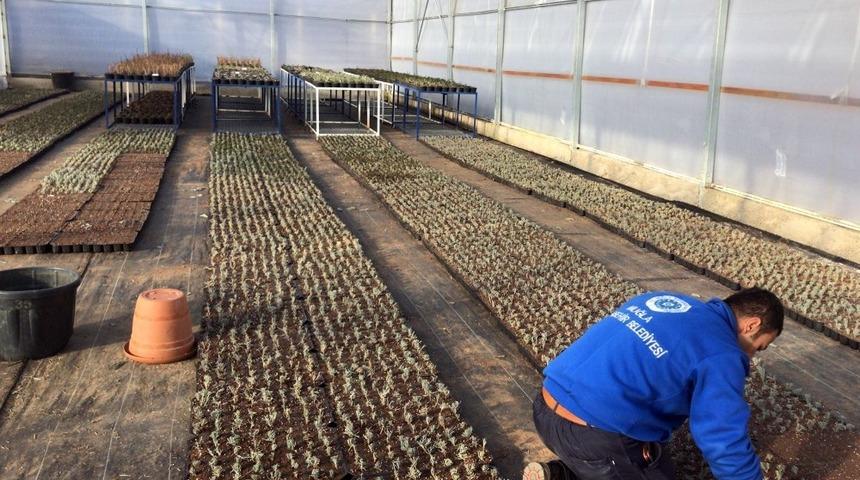 B&uuml;y&uuml;kşehir 30 d&ouml;n&uuml;m arazide 100 bin Fide &uuml;retti