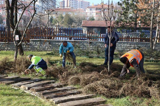 Çankırı’da budama çalışmaları başladı