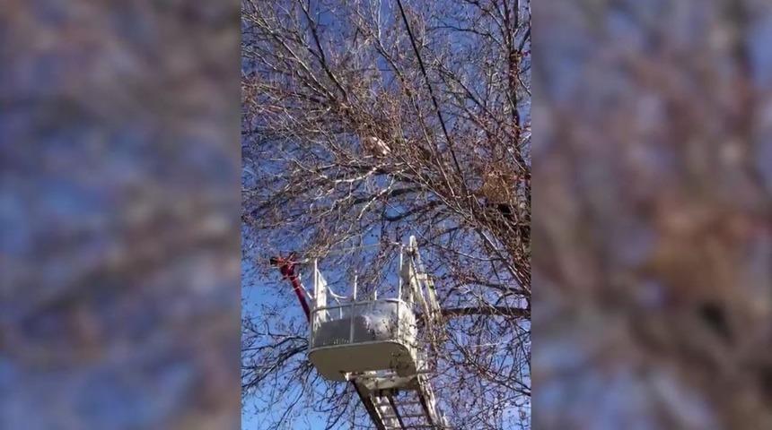 Ağa&ccedil;ta mahsur kalan kedi kurtarıldı