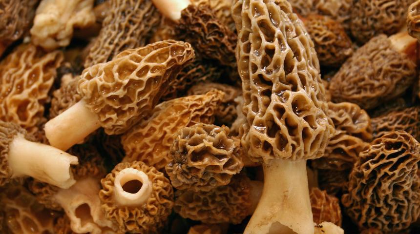 Nadir bulunuyor ancak sayısız faydası var: Şifa dağıtan kuzu göbeği mantarı 