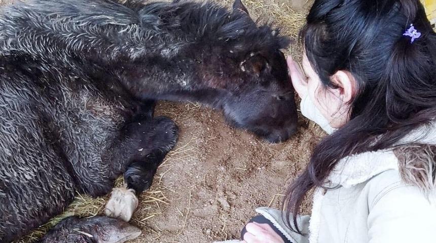 Garip isimli at, dana Ferdinand&rsquo;a arkadaş olacak