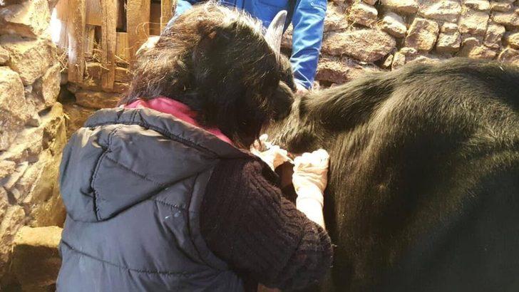 Günyüzü İlçe Tarım ve Orman Müdürlüğü 2018 yılı faaliyetleri G3