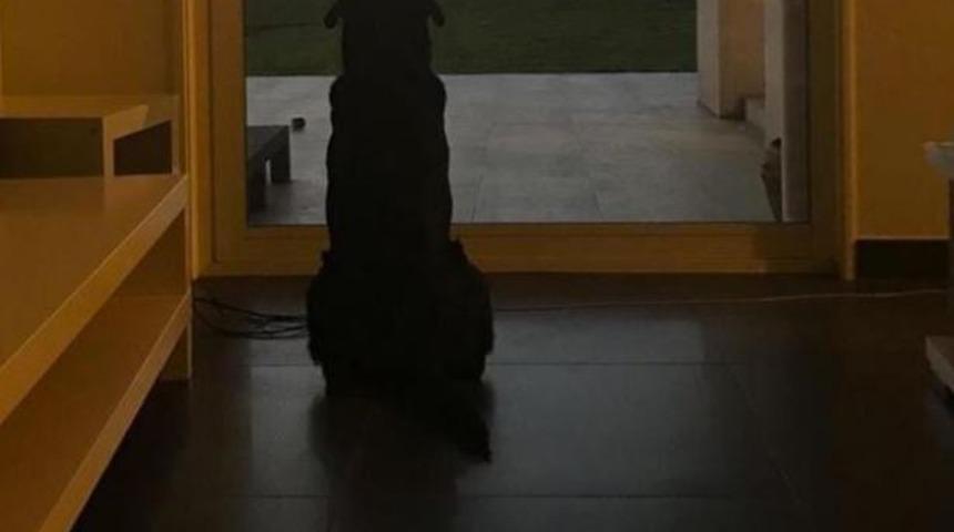 Emiliano Sala'nın k&ouml;peği Nala'nın fotoğrafı herkesi duygulandırdı