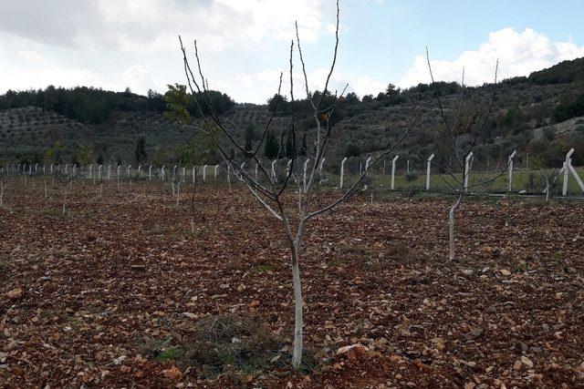 Menteşe’de ceviz yetiştiriciliği kursu