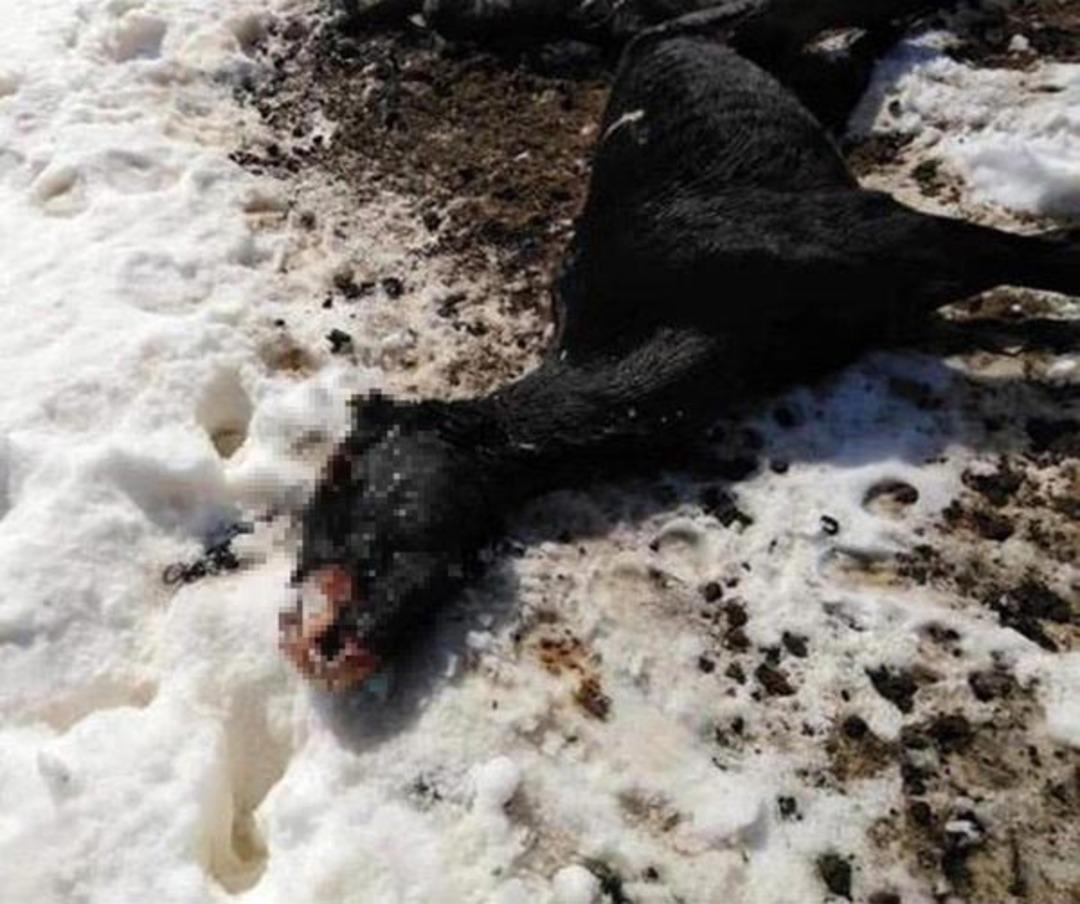 Isparta'da dehşet g&ouml;r&uuml;nt&uuml;! A&ccedil;lıktan &ouml;ld&uuml;ler 