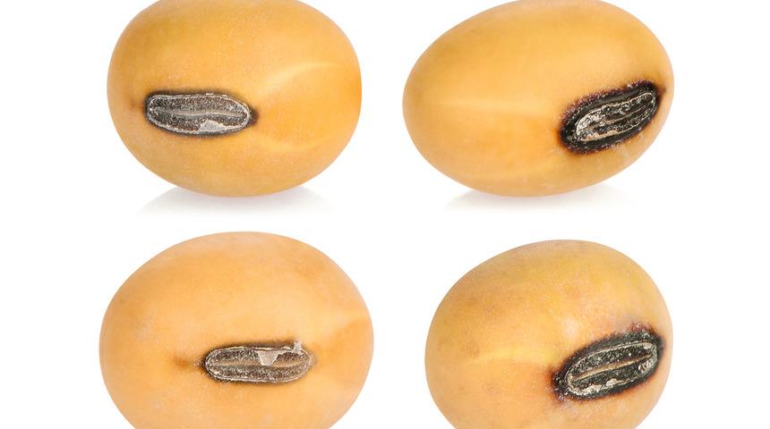 Bilim tarafından kanıtlandı! Bu besinler kansersavar