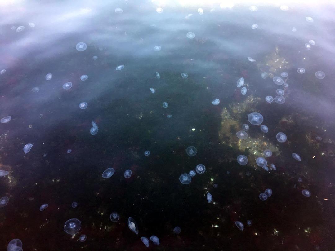 İstila ettiler! Marmara denizinde korkutan g&ouml;r&uuml;nt&uuml;