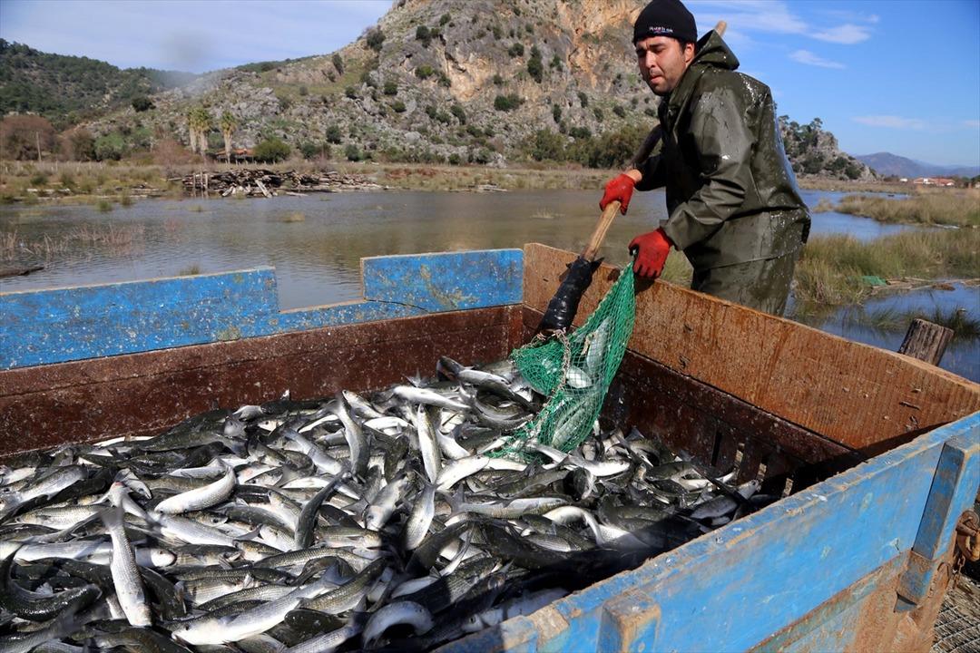 Dalyan'dan &ccedil;ıkıyor! Suriye ve Mısır'a ihra&ccedil; ediliyor