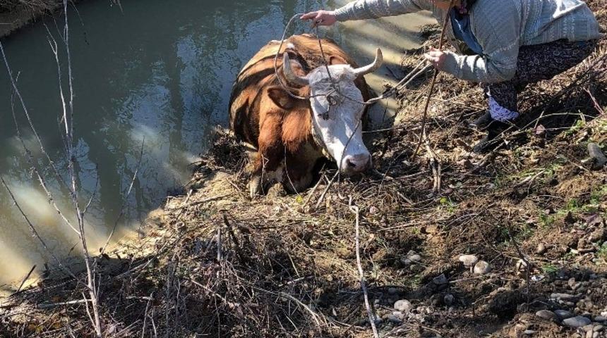 Dereye batan ineği k&ouml;yl&uuml;ler trakt&ouml;r yardımıyla kurtardı