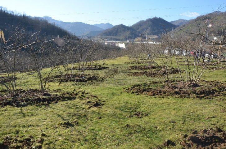 Fındık bahçelerinde doğru uygulamalar verimi arttırıyor G2