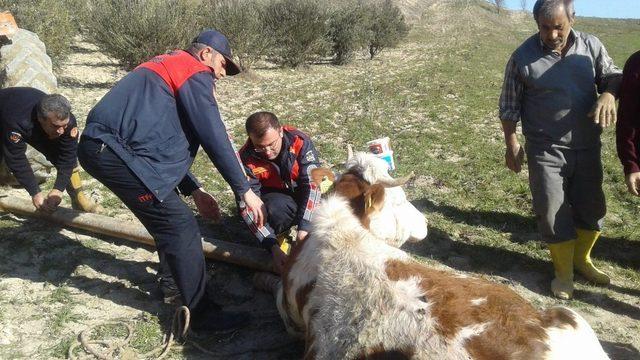 Su kuyusuna düşen inek itfaiye tarafından kurtarıldı