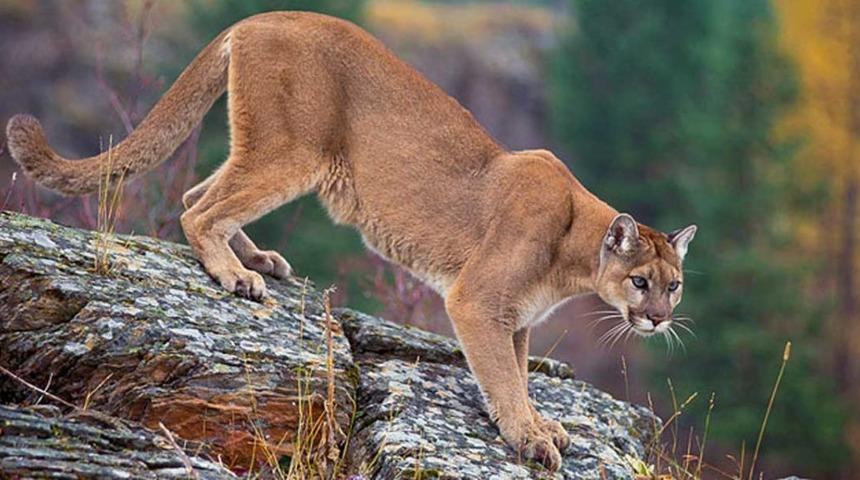 ABD'de bir kişi kendisine saldıran aslanı boğdu