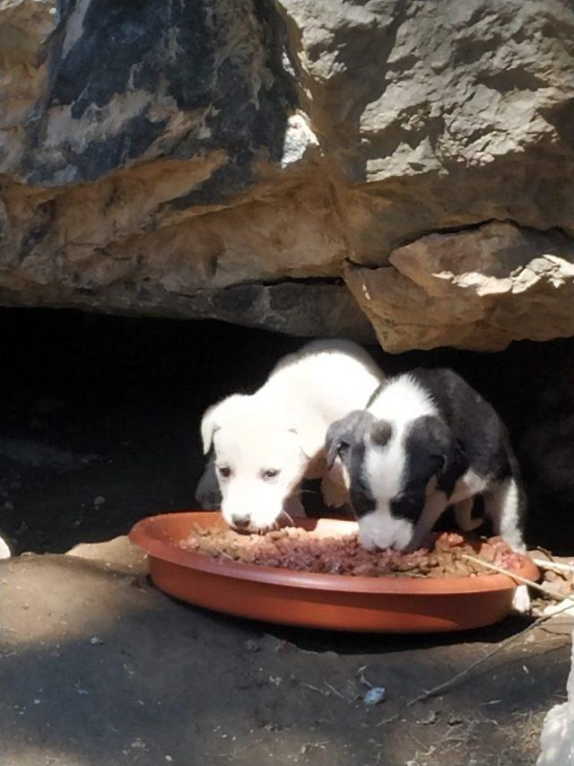 Gölbaşı’nda canlıları beslemek için kamp kuruldu