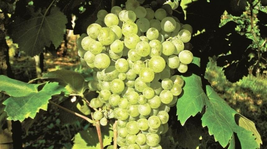 &Uuml;z&uuml;m i&ccedil;in sigortalama s&uuml;resi 28 Şubat&rsquo;ta sona eriyor