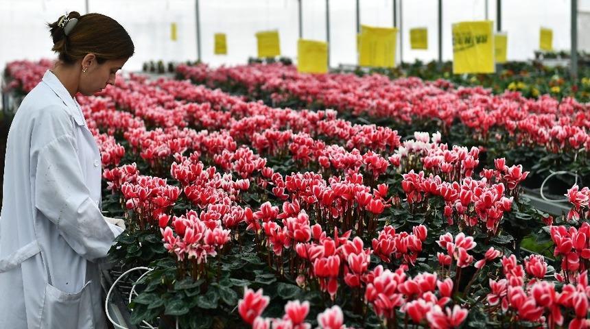 Bayındırlı &ccedil;i&ccedil;ek&ccedil;iler "Şampiyonlar Ligi"ne &ccedil;ıktı