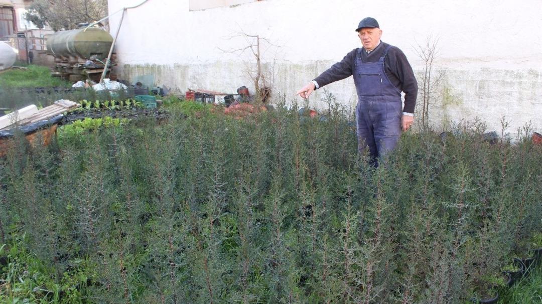 Emekli vatandaş, Bandırma&rsquo;nın fidan ihtiyacını karşılıyor