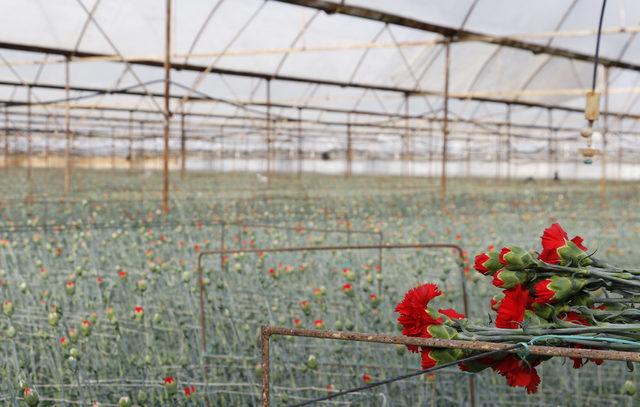 Antalya dan 20 ülkeye 50 milyon dal  Sevgililer Günü  çiçeği 1