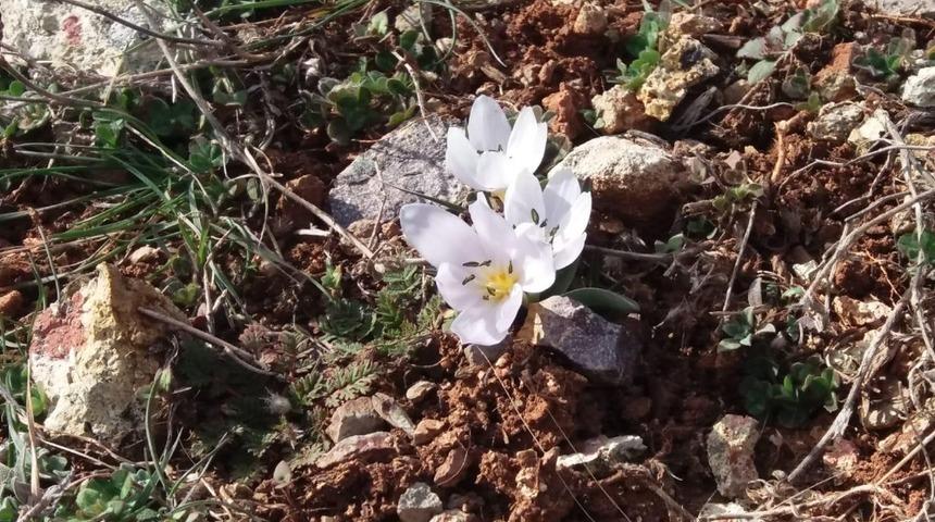 Nevşehir’de kardelen ve çiğdemler çiçek açtı