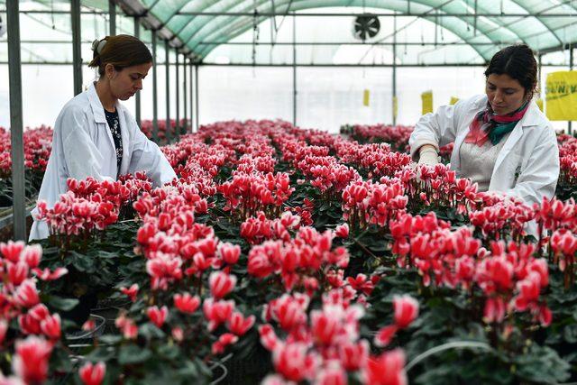 Bayındırlı çiçekçiler, Hollanda için 'yenilebilen menekşe' üretecek