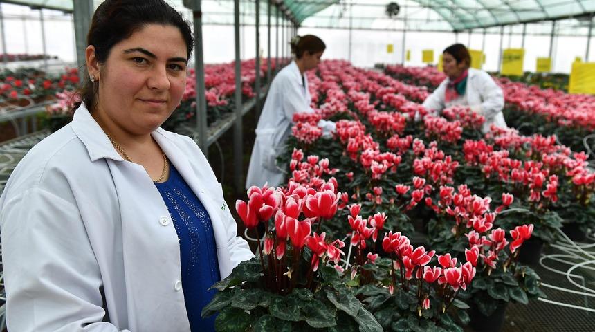 Bayındırlı çiçekçiler, Hollanda için 'yenilebilen menekşe' üretecek