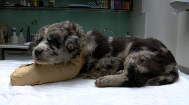 Hastane bahçesindeki hurda temizliğinde yavru köpek yaralandı