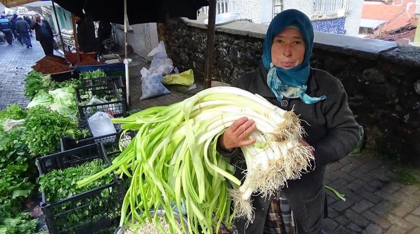 Meşhur &Ouml;renli pırasasına ilgi