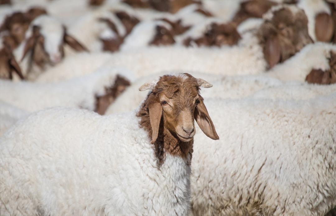 İhale ile satılan &uuml;st&uuml;n &ouml;zellikli elit kuzular