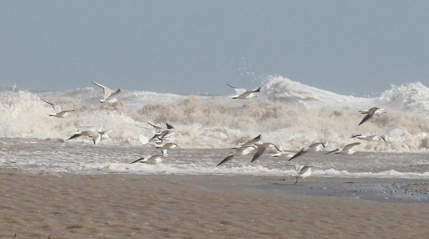 Martıların dev dalgalarla dansı