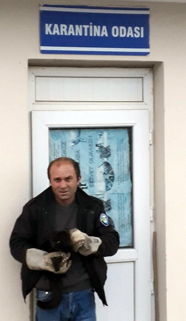 Çatıda mahsur kalan kedi, kurtarıldı