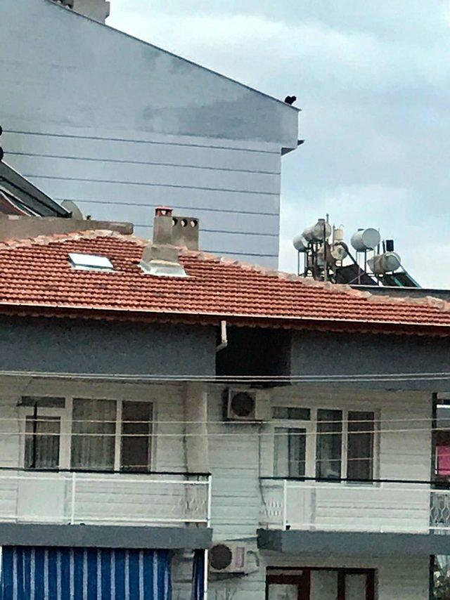 Çatıda mahsur kalan kedi, kurtarıldı