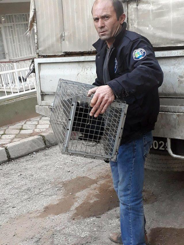 Çatıda mahsur kalan kedi, kurtarıldı