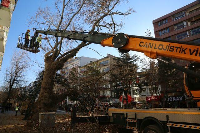 Koruma altında olan asırlık çınara bakım yapıldı