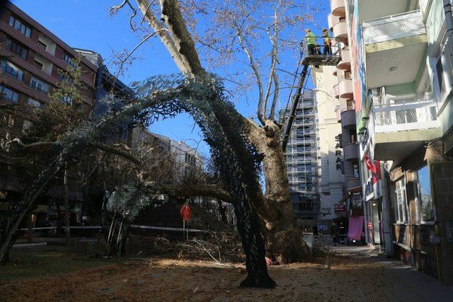 Koruma altında olan asırlık çınara bakım yapıldı