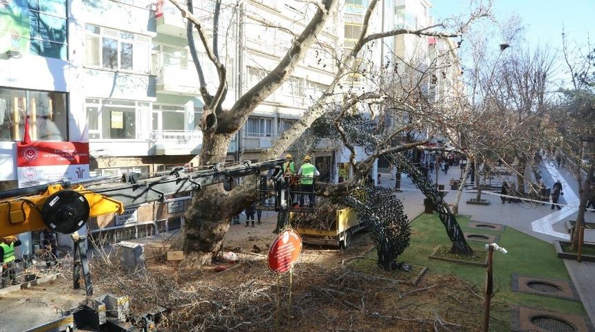 Koruma altında olan asırlık &ccedil;ınara bakım yapıldı