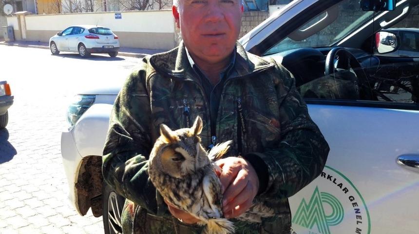 Yaralı bulunan kulaklı orman baykuşu koruma altına alındı