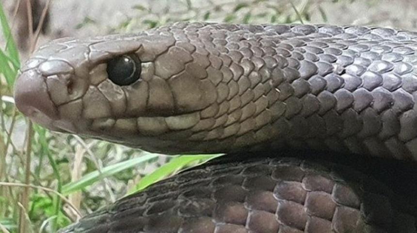 Sevgililer Günü’nde eski sevgilinizin ismini bir yılana vermek ister misiniz?