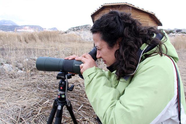 Batı Akdeniz de 583 bin 180 su kuşu sayıldı 4