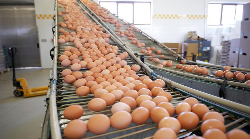   Tüketiciye organik yumurta uyarısı