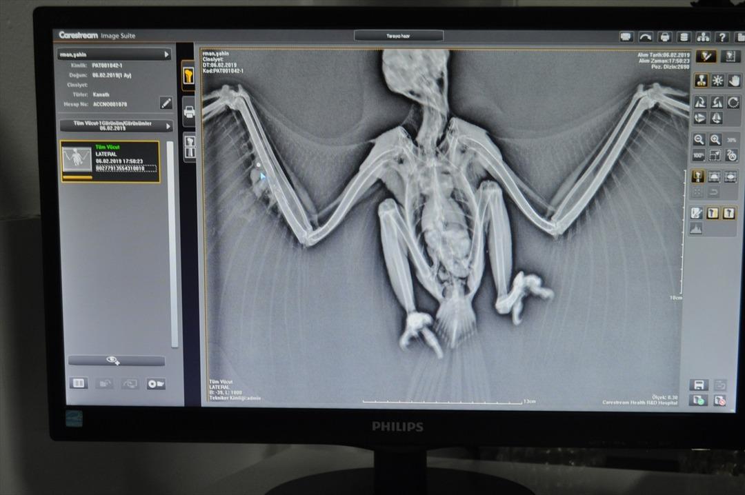 Ateşli silahla vurulmuş halde bulundu! Hemen tedavi altına alındı