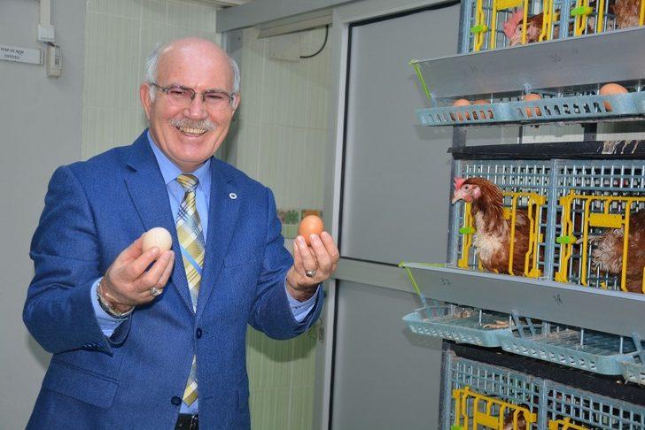 Üniversiteli tavuklar ve arılar, bilim için çalışıyor, kazanç sağlıyor G1